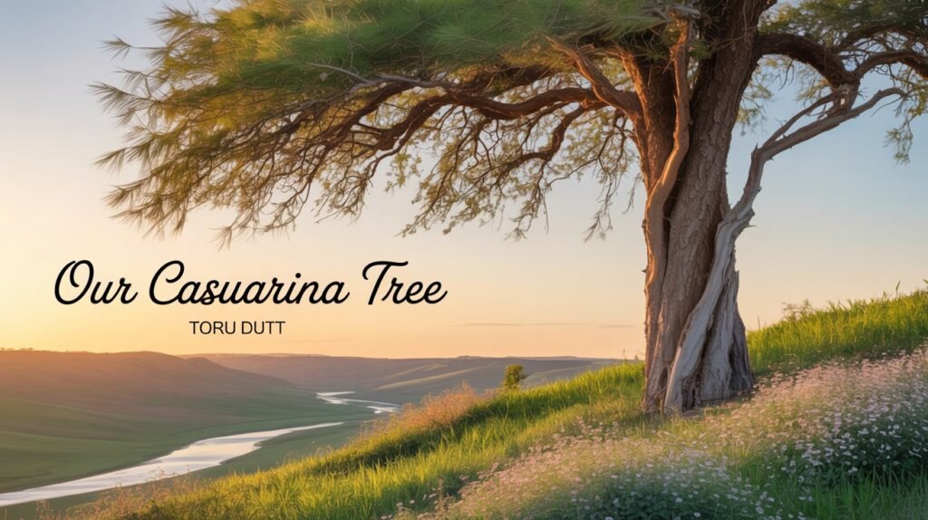 ‘Our Casuarina Tree’ Summary, MCQ Question Answer: HS 3rd Semester English